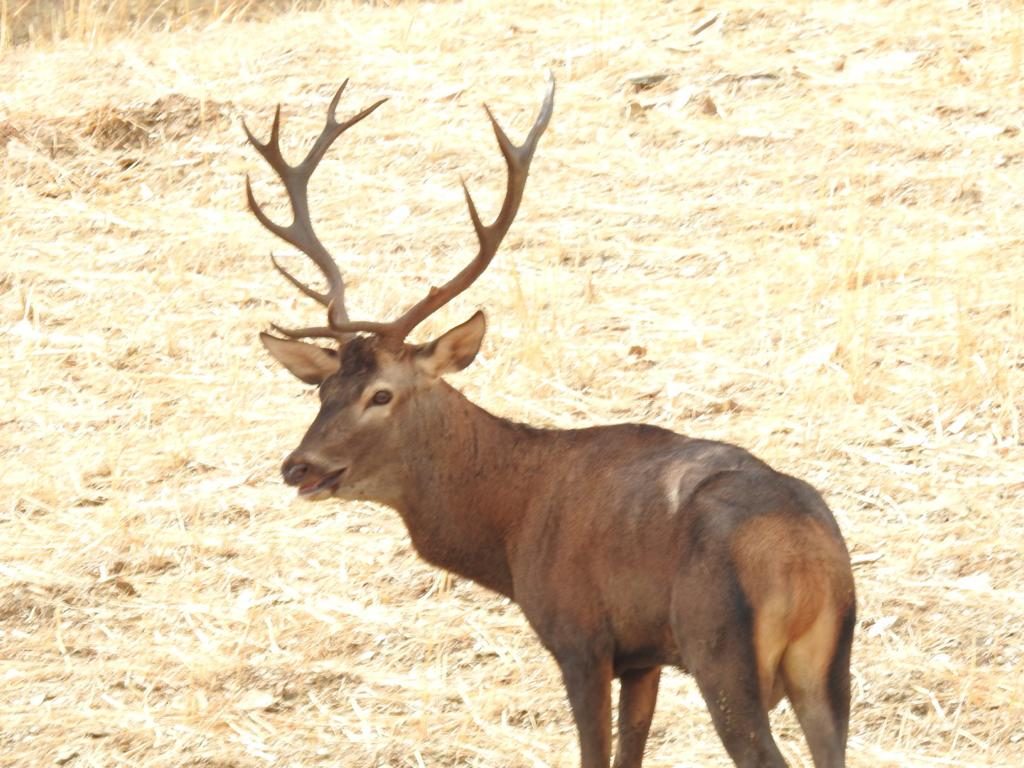Red deer