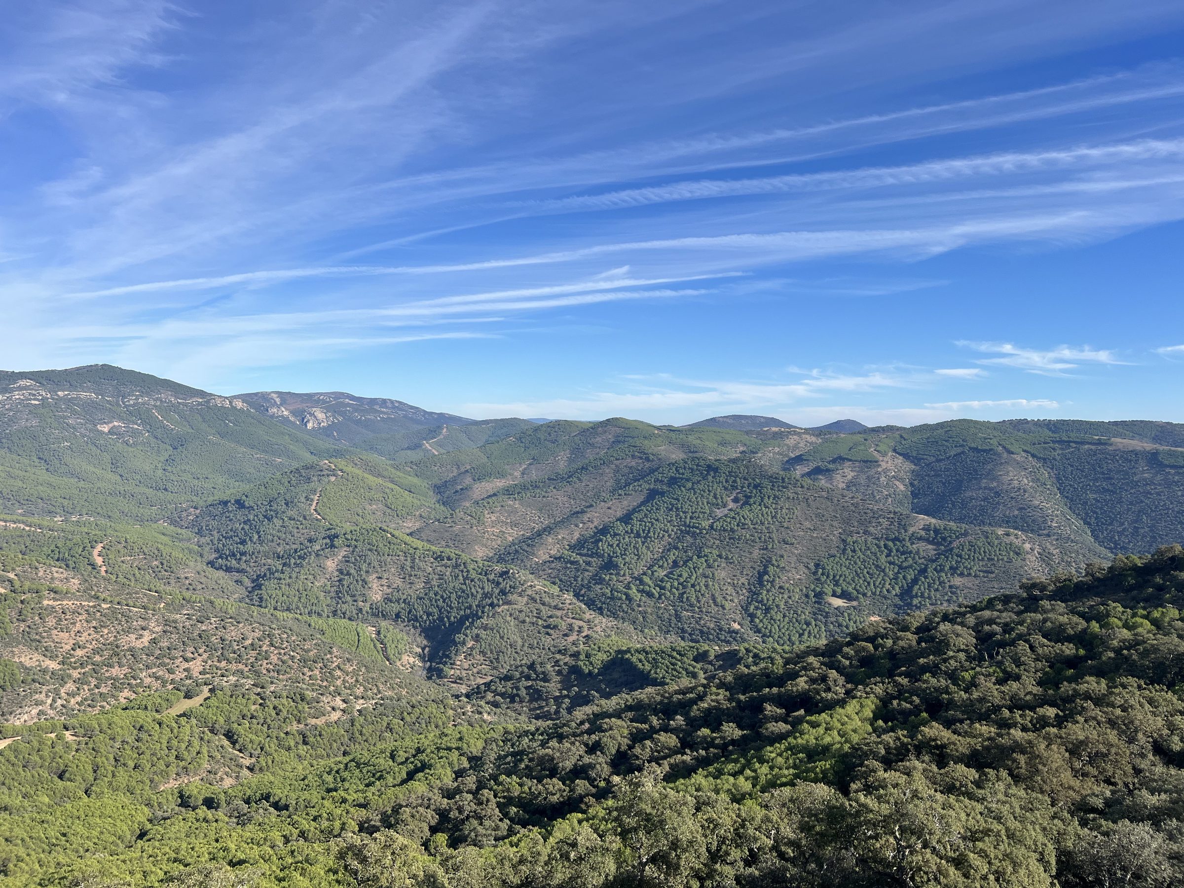Wide view over Iberian oak pasture and hills