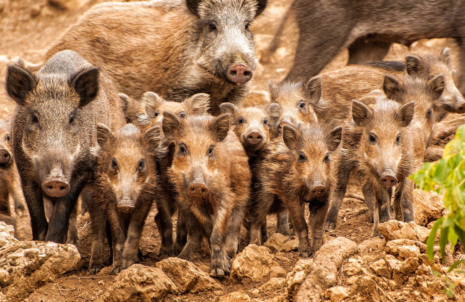 Wild boar