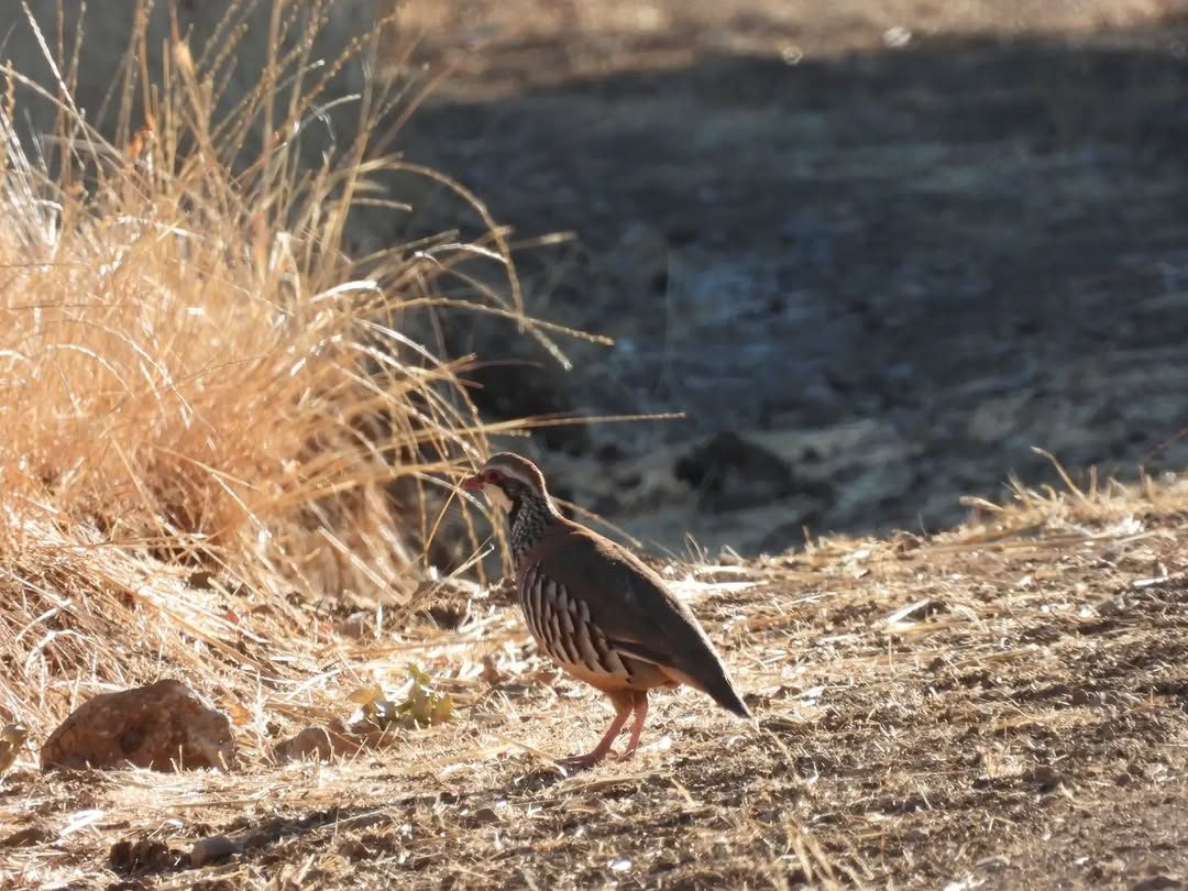 Red-legged partridge
