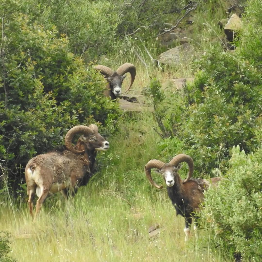 Mouflon