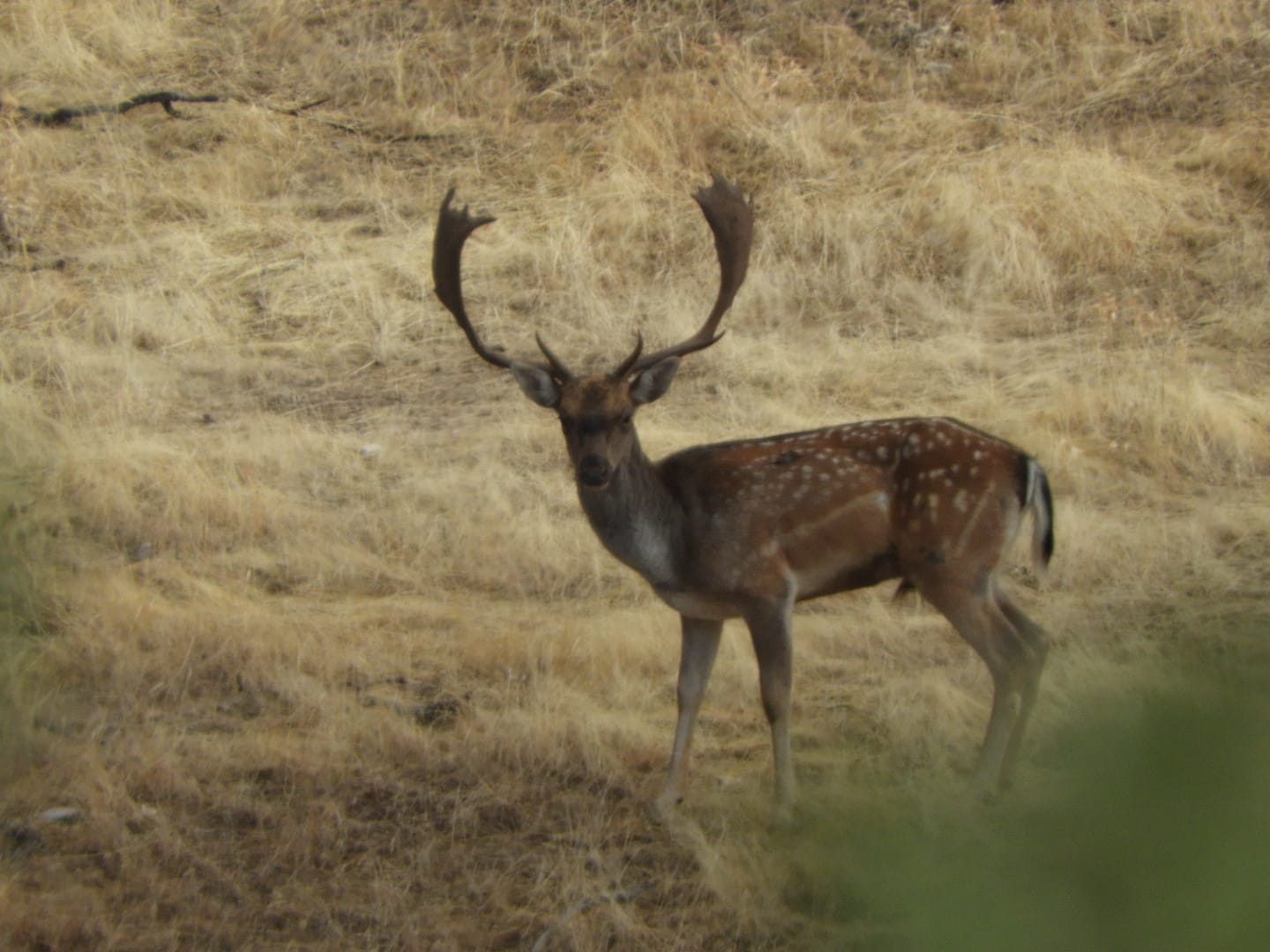 Fallow deer